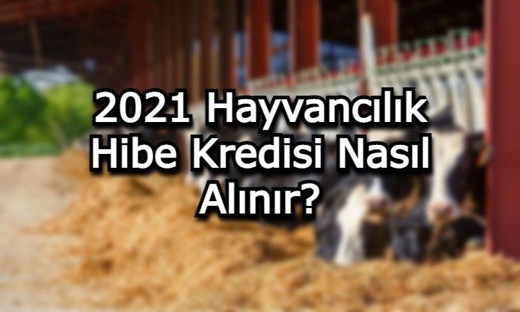 2021 Hayvancılık Hibe Kredisi Nasıl Alınır?