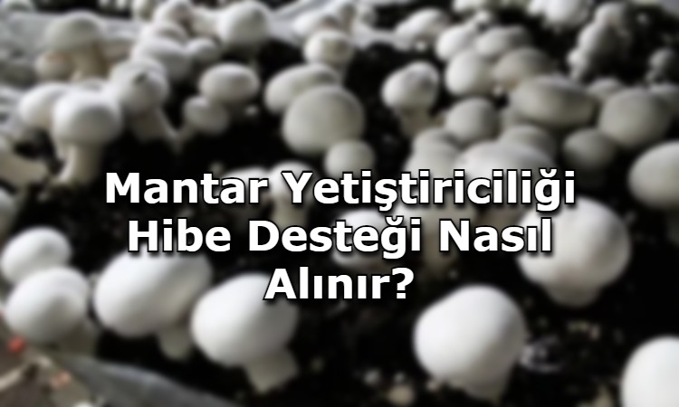 Mantar Yetiştiriciliği Hibe Desteği Nasıl Alınır?