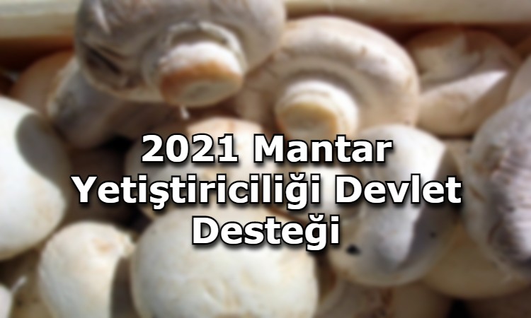 2021 Mantar Yetiştiriciliği Devlet Desteği