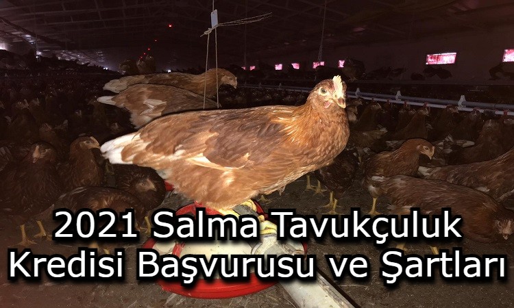 2021 Salma Tavukçuluk Kredisi Başvurusu ve Şartları