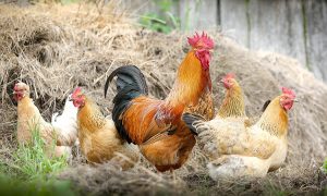 tavuk ciftligi nedir