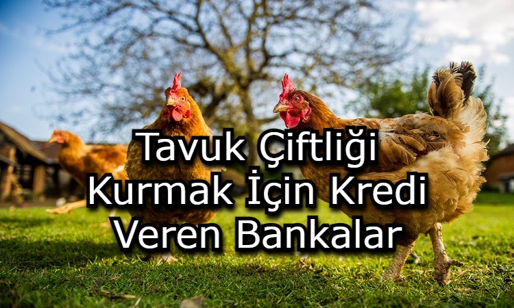 Tavuk Çiftliği Kurmak İçin Kredi Veren Bankalar