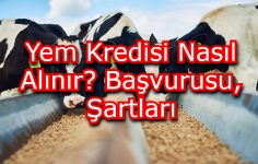 Yem Kredisi Nasıl Alınır? Başvurusu, Şartları